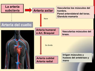 La arteria
subclavia Arteria axilar
Vasculariza los músculos del
hombro.
Pared anterolateral del torax.
Glandula mamaria
Arteria humeral
o Art. Braquial
Vasculariza músculos del
brazo.
Se divide
Irrigan músculos y
huesos del antebrazo y
mano
Nace
Arteria del cuello
Arteria cubital
Arteria radial
 