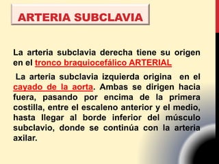 La arteria subclavia derecha tiene su origen
en el tronco braquiocefálico ARTERIAL
La arteria subclavia izquierda origina en el
cayado de la aorta. Ambas se dirigen hacia
fuera, pasando por encima de la primera
costilla, entre el escaleno anterior y el medio,
hasta llegar al borde inferior del músculo
subclavio, donde se continúa con la arteria
axilar.
ARTERIA SUBCLAVIA
 