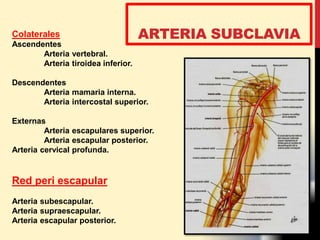 ARTERIA SUBCLAVIAColaterales
Ascendentes
Arteria vertebral.
Arteria tiroidea inferior.
Descendentes
Arteria mamaria interna.
Arteria intercostal superior.
Externas
Arteria escapulares superior.
Arteria escapular posterior.
Arteria cervical profunda.
Red peri escapular
Arteria subescapular.
Arteria supraescapular.
Arteria escapular posterior.
 