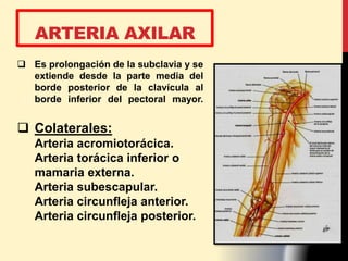  Es prolongación de la subclavia y se
extiende desde la parte media del
borde posterior de la clavícula al
borde inferior del pectoral mayor.
 Colaterales:
Arteria acromiotorácica.
Arteria torácica inferior o
mamaria externa.
Arteria subescapular.
Arteria circunfleja anterior.
Arteria circunfleja posterior.
ARTERIA AXILAR
 