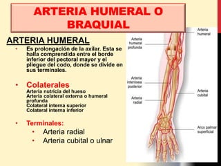 ARTERIA HUMERAL
• Es prolongación de la axilar. Esta se
halla comprendida entre el borde
inferior del pectoral mayor y el
pliegue del codo, donde se divide en
sus terminales.
• Colaterales
Arteria nutricia del hueso
Arteria colateral externa o humeral
profunda
Colateral interna superior
Colateral interna inferior
• Terminales:
• Arteria radial
• Arteria cubital o ulnar
ARTERIA HUMERAL O
BRAQUIAL
 