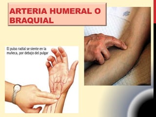 ARTERIA HUMERAL O
BRAQUIAL
 