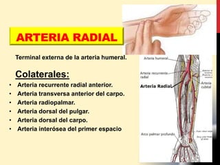 ARTERIA RADIAL
Terminal externa de la arteria humeral.
Colaterales:
• Arteria recurrente radial anterior.
• Arteria transversa anterior del carpo.
• Arteria radiopalmar.
• Arteria dorsal del pulgar.
• Arteria dorsal del carpo.
• Arteria interósea del primer espacio
 