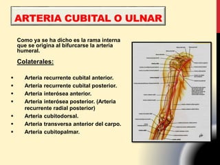 ARTERIA CUBITAL O ULNAR
Como ya se ha dicho es la rama interna
que se origina al bifurcarse la arteria
humeral.
Colaterales:
 Arteria recurrente cubital anterior.
 Arteria recurrente cubital posterior.
 Arteria interósea anterior.
 Arteria interósea posterior. (Arteria
recurrente radial posterior)
 Arteria cubitodorsal.
 Arteria transversa anterior del carpo.
 Arteria cubitopalmar.
 