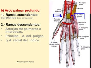 b) Arco palmar profundo:
1.- Ramas ascendentes:
carpianas ( red carp palmar)
2.- Ramas descendentes:
• Arterias mt palmares o
interóseas,
• Principal A. del pulgar,
• y A. radial del índice
Anatomía García-Porrero
 