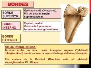 BORDES
BORDE
INTERNO
Espinal, medial.
Consta de 2 porciones
formando un ángulo obtuso.
BORDE
EXTERNO
Axilar, lateral, grueso.
Termina arriba en una cara triangular rugosa (Tubérculo
infraglenoideo) donde se inserta la porción larga del triceps braquial.
Por encima de la Cavidad Glenoidea esta el tubérculo
supraglenoideo: P.L. Biceps
BORDE
SUPERIOR:
Escotadura: (E. Coracoidea).
Por ahí pasa el nervio
supraescapular.
 