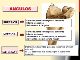 SUPERIOR:
INFERIOR:
EXTERNA :
Formado por la convergencia del borde
interno y superior.
Se inserta el M. Angular.
Formado por la convergencia del borde
interno y externo.
Se inserta el M. subescapular, M. redondo
mayor, Manojos del serrato mayor.
Distinguimos la cavidad glenoidea (superficie articular
extensa)
La C.G esta unida a la escapula por el cuello de la
escapula.
ANGULOS
 