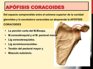 Del espacio comprendido entre el extremo superior de la cavidad
glenoidea y la escotadura coracoidea se desprende la APOFISIS
CORACOIDES
APÓFISIS CORACOIDES
 La porción corta del M.Biceps,
 M.coracobraquial y el M. pectoral menor .
 Lig coracobraquiales.
 Lig acromiocoracoideo.
 Tendón del pectoral mayor y
 Músculo subclavio.
 