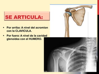  Por arriba: A nivel del acromion
con la CLAVICULA.
 Por fuera: A nivel de la cavidad
glenoidea con el HUMERO.
SE ARTICULA:
 
