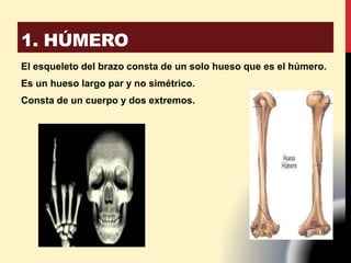 El esqueleto del brazo consta de un solo hueso que es el húmero.
Es un hueso largo par y no simétrico.
Consta de un cuerpo y dos extremos.
1. HÚMERO
 