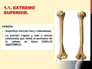 CABEZA:
• Superficie articular lisa y redondeada.
• La porción rugosa y más o menos
estrechada que limita el perímetro de
la cabeza se llama CUELLO
ANATÓMICO.
1.1. EXTREMO
SUPERIOR.
 