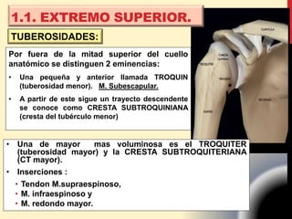 Por fuera de la mitad superior del cuello
anatómico se distinguen 2 eminencias:
• Una pequeña y anterior llamada TROQUIN
(tuberosidad menor). M. Subescapular.
• A partir de este sigue un trayecto descendente
se conoce como CRESTA SUBTROQUINIANA
(cresta del tubérculo menor)
1.1. EXTREMO SUPERIOR.
• Una de mayor mas voluminosa es el TROQUITER
(tuberosidad mayor) y la CRESTA SUBTROQUITERIANA
(CT mayor).
• Inserciones :
• Tendon M.supraespinoso,
• M. infraespinoso y
• M. redondo mayor.
TUBEROSIDADES:
 