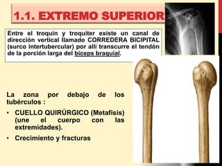Entre el troquin y troquiter existe un canal de
dirección vertical llamado CORREDERA BICIPITAL
(surco intertubercular) por allí transcurre el tendón
de la porción larga del bíceps braquial.
1.1. EXTREMO SUPERIOR.
La zona por debajo de los
tubérculos :
• CUELLO QUIRÚRGICO (Metafisis)
(une el cuerpo con las
extremidades).
• Crecimiento y fracturas
 