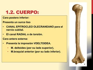 Cara postero inferior:
Presenta un surco liso
• CANAL EPITROCLEO OLECRANEANO para el
nervio cubital.
• El canal RADIAL o de torsión.
Cara antero externa:
• Presenta la impresión VDELTOIDEA.
• M. deltoides (por su lado superior),
• M.braquial anterior (por su lado inferior).
1.2. CUERPO:
 
