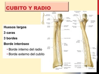 Huesos largos
3 caras
3 bordes
Borde interóseo
• Borde interno del radio
• Borde externo del cubito
CUBITO Y RADIO
 