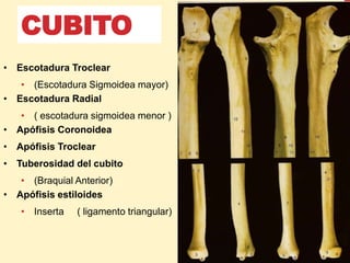 • Escotadura Troclear
• (Escotadura Sigmoidea mayor)
• Escotadura Radial
• ( escotadura sigmoidea menor )
• Apófisis Coronoidea
• Apófisis Troclear
• Tuberosidad del cubito
• (Braquial Anterior)
• Apófisis estiloides
• Inserta ( ligamento triangular)
CUBITO
 