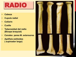 RADIO
• Cabeza
• Cupula radial
• Collarin
• Cuello
• Tuberosidad del radio
(Bíceps braquial)
• Canales parea M. extensores
• Apófisis estiloides
( supinador largo)
 