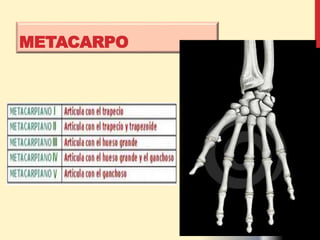 METACARPO
 