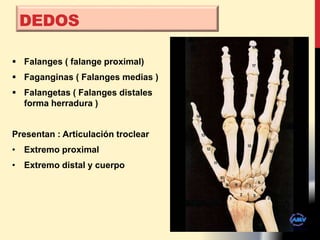  Falanges ( falange proximal)
 Faganginas ( Falanges medias )
 Falangetas ( Falanges distales
forma herradura )
Presentan : Articulación troclear
• Extremo proximal
• Extremo distal y cuerpo
DEDOS
 