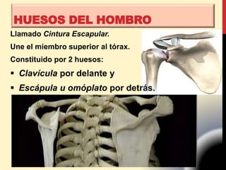 Llamado Cintura Escapular.
Une el miembro superior al tórax.
Constituido por 2 huesos:
 Clavícula por delante y
 Escápula u omóplato por detrás.
HUESOS DEL HOMBRO
 