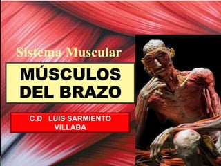 C.D LUIS SARMIENTO
VILLABA
MÚSCULOS
DEL BRAZO
 