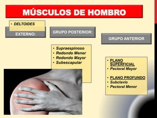 MÚSCULOS DE HOMBRO
GRUPO
EXTERNO:
• DELTOIDES
GRUPO POSTERIOR:
• Supraespinoso
• Redondo Menor
• Redondo Mayor
• Subescapular
GRUPO ANTERIOR
• PLANO
SUPERFICIAL
• Pectoral Mayor
• PLANO PROFUNDO
• Subclavio
• Pectoral Menor
 