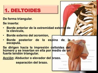 1. DELTOIDES
De forma triangular.
Se inserta:
• Borde anterior de la extremidad externa de
la clavícula,
• Borde externo del acromion,
• Borde posterior de la espina de la
escapula.
Se dirigen hacia la impresión deltoides del
húmero y se insertan en ella por medio de un
fuerte tendón triangular.
Acción: Abductor o elevador del brazo.
separación del brazo.
 