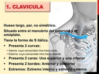 Hueso largo, par, no simétrico.
Situado entre el manubrio del esternón y el
omóplato.
Tiene la forma de S itálica.
 Presenta 2 curvas:
 Interna: cuya concavidad mira hacia atrás.
 Externa: cuya concavidad mira hacia delante.
 Presenta 2 caras: Una superior y una inferior
 Presenta 2 bordes: Anterior y posterior
 Extremos: Extremo interno y extremo externo.
1. CLAVICULA
 