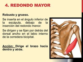 4. REDONDO MAYOR
Robusto y grueso.
Se inserta en el ángulo inferior de
la escápula, debajo de la
inserción del redondo menor.
Se dirigen y se fijan por detrás del
dorsal ancho en el labio interno
de la corredera bicipital.
Acción: Dirige el brazo hacia
dentro y atrás.
 