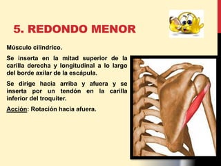 5. REDONDO MENOR
Músculo cilindrico.
Se inserta en la mitad superior de la
carilla derecha y longitudinal a lo largo
del borde axilar de la escápula.
Se dirige hacia arriba y afuera y se
inserta por un tendón en la carilla
inferior del troquiter.
Acción: Rotación hacia afuera.
 