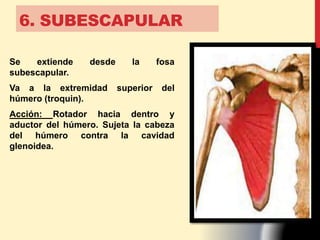 6. SUBESCAPULAR
Se extiende desde la fosa
subescapular.
Va a la extremidad superior del
húmero (troquin).
Acción: Rotador hacia dentro y
aductor del húmero. Sujeta la cabeza
del húmero contra la cavidad
glenoidea.
 