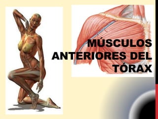 MÚSCULOS
ANTERIORES DEL
TÓRAX
 
