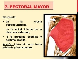 7. PECTORAL MAYOR
Se inserta
• en la cresta
subtroquiteriana,
• en la mitad interna de la
clavícula, esternón,
• Y 6 primeras costillas y
séptima costilla.
Acción: Lleva el brazo hacia
adelante y hacia dentro.
 