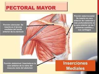PECTORAL MAYOR
Inserciones
Mediales
Porción esternocostal:
Se inserta en cara
anterior de l esternón y
más profundamente en
la cara anterior de las 7
primeras costillas y
sus cartílagos
Porción abdominal: Insertada en la
cara anterior de la vaina del
músculo recto del abdomen
Porción clavicular: Se
inserta en 2 tercios
mediales del borde
anterior de la clavícula
 