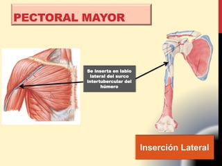 PECTORAL MAYOR
Inserción Lateral
Se inserta en labio
lateral del surco
intertubercular del
húmero
 