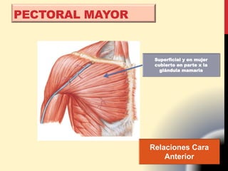 PECTORAL MAYOR
Relaciones Cara
Anterior
Superficial y en mujer
cubierto en parte x la
glándula mamaria
 