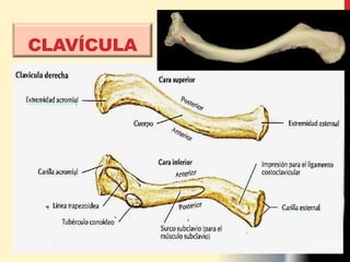 CLAVÍCULA
 