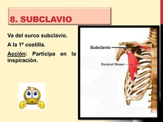 Va del surco subclavio.
A la 1º costilla.
Acción: Participa en la
inspiración.
8. SUBCLAVIO
 