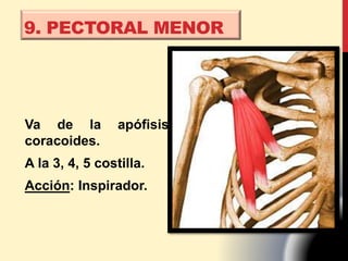 9. PECTORAL MENOR
Va de la apófisis
coracoides.
A la 3, 4, 5 costilla.
Acción: Inspirador.
 