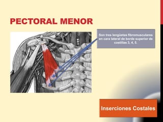 PECTORAL MENOR
Inserciones Costales
Son tres lengüetas fibromusculares
en cara lateral de borde superior de
costillas 3, 4, 5.
 