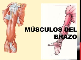 MÚSCULOS DEL
BRAZO
 