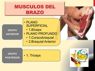 • PLANO
SUPERFICIAL
• 1.Bíceps
• PLANO PROFUNDO
• 1.Coracobraquial
• 2.Braquial Anterior
GRUPO
ANTERIOR
• 1. Tríceps
GRUPO
POSTERIOR
MUSCULOS DEL
BRAZO
 
