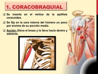 1. CORACOBRAQUIAL
 Se inserta en el vértice de la apófisis
coracoides.
 Se fija en la cara interna del húmero un poco
por encima de su porción media.
 Acción: Eleva el brazo y lo lleva hacia dentro y
adelante.
 