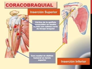 CORACOBRAQUIAL
Inserción Superior
Vértice de la apófisis
coracoides en tendón
común con cabeza corta
de bíceps braquial
Cara medial de diáfisis
humeral en tercio
superior
Inserción Inferior
 
