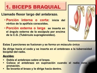 1. BICEPS BRAQUIAL
Estas 2 porciones se fusionan y se forma un músculo único
Se dirige hacia el codo y se inserta en el antebrazo a la tuberosidad
bicipital del radio.
Acción:
 Dobla el antebrazo sobre el brazo.
 Coloca el antebrazo en supinación cuando el radio esta en
pronación.
 Se levanta el brazo y lo dirige hacia dentro.
Llamado flexor largo del antebrazo.
• Porción interna o corta: inicia del
vértice de la apófisis coracoides.
• Porción externa o larga: se inserta en
el ángulo externo de la escápula por encima
de la C.G. (Tubérculo supraglenoideo).
 