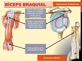 BÍCEPS BRAQUIAL
Cabeza Larga (lateral):
Borde superior de la
cavidad glenoidea y
labrum glenoideo
Porcion corta (medial):
Vértice de la apófisis
coracoides en tendón
común con m.
coracobraquial
Inserciones Superiores
Parte posterior de la
tuberosidad del radio
Insercion Inferior
 