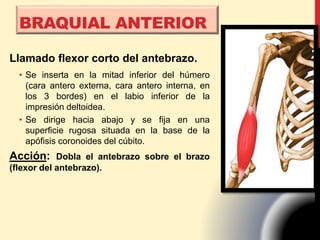 Llamado flexor corto del antebrazo.
• Se inserta en la mitad inferior del húmero
(cara antero externa, cara antero interna, en
los 3 bordes) en el labio inferior de la
impresión deltoidea.
• Se dirige hacia abajo y se fija en una
superficie rugosa situada en la base de la
apófisis coronoides del cúbito.
Acción: Dobla el antebrazo sobre el brazo
(flexor del antebrazo).
BRAQUIAL ANTERIOR
 