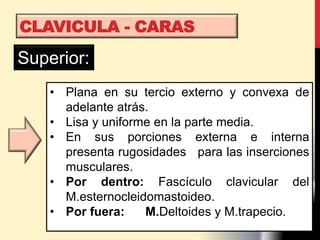 CLAVICULA - CARAS
Superior:
• Plana en su tercio externo y convexa de
adelante atrás.
• Lisa y uniforme en la parte media.
• En sus porciones externa e interna
presenta rugosidades para las inserciones
musculares.
• Por dentro: Fascículo clavicular del
M.esternocleidomastoideo.
• Por fuera: M.Deltoides y M.trapecio.
 