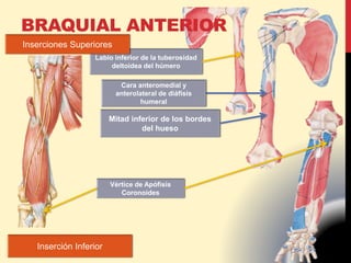 BRAQUIAL ANTERIOR
Labio inferior de la tuberosidad
deltoidea del húmero
Cara anteromedial y
anterolateral de diáfisis
humeral
Mitad inferior de los bordes
del hueso
Inserciones Superiores
Inserción Inferior
Vértice de Apófisis
Coronoides
 