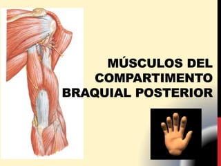 MÚSCULOS DEL
COMPARTIMENTO
BRAQUIAL POSTERIOR
 